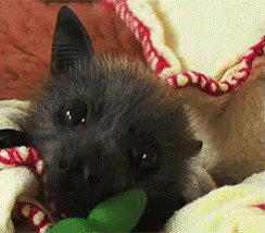 cute fruit bats gif