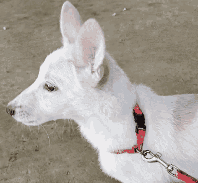 a white dog with a red collar is laying on the ground