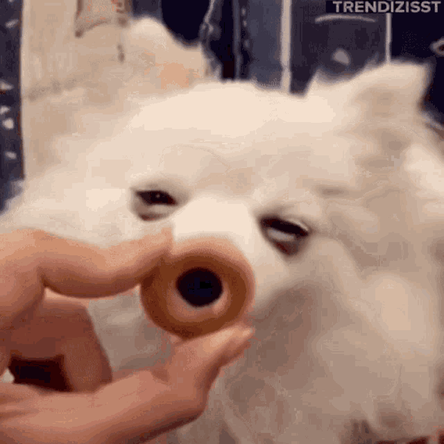 Delicious Dog GIF - Delicious Dog Licking GIFs