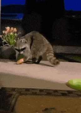 a raccoon is eating a piece of food on a counter