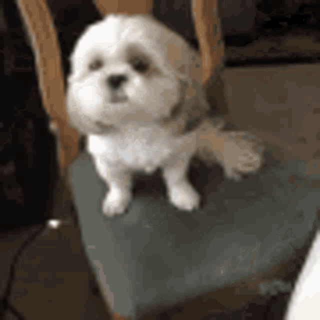 a small white dog is sitting on top of a chair .