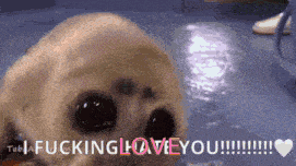 Seal Harp Seal GIF - Seal Harp Seal Love You GIFs