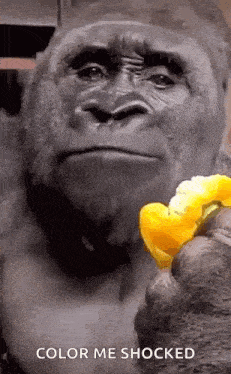 a gorilla is holding a piece of food in its hand and says `` color me shocked '' .