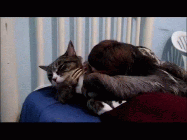 Let Me Love You GIF - Cat Sloth Hug GIFs