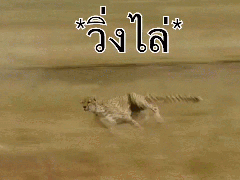 วิ่งไล่ วิ่งเร็ว GIF - Cheetah Run Fast Chasing GIFs