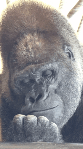 a close up of a gorilla 's face with its eyes closed