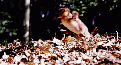 Jump GIF - Duck Duckling Adorable GIFs