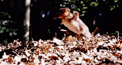 a bird is sitting on a pile of leaves