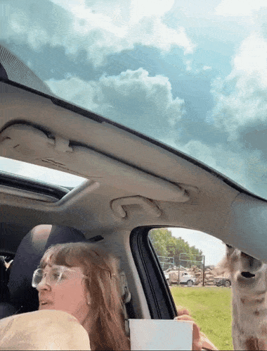 a woman sitting in a car with a giraffe sticking its head out the window