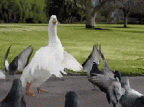 Ganso GIF - Goose Dancing Pigeons GIFs