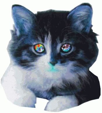 Cat Trippy GIF - Cat Trippy GIFs