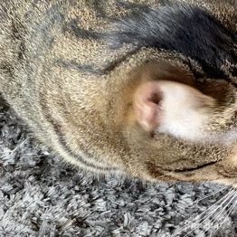 Spazcat Spaz Cat GIF - Spazcat Spaz Cat Nibby GIFs