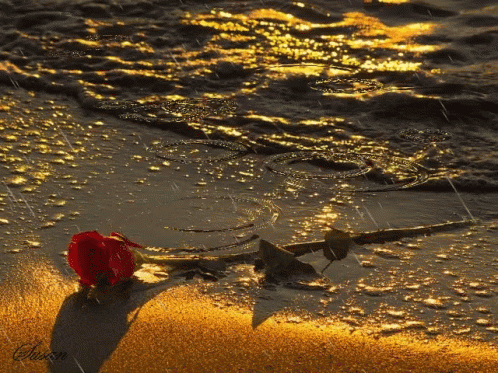 Rose Rain GIF