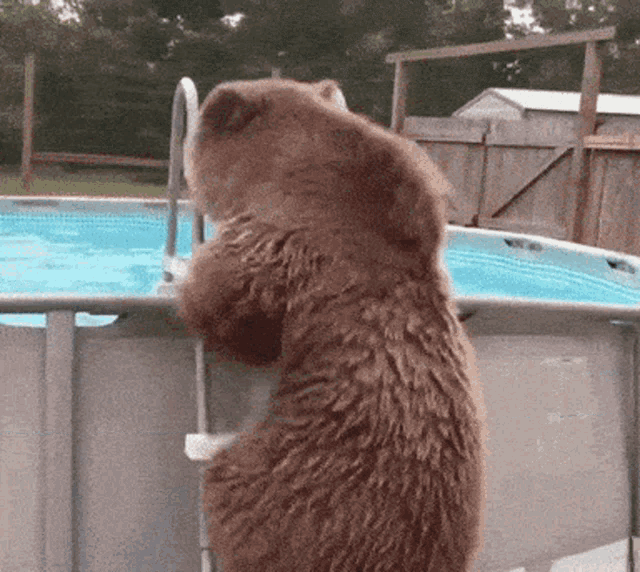 Veeunus Bear GIF - Veeunus Bear Bear Swimming GIFs