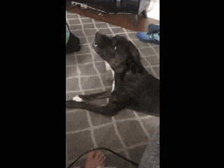 a dog laying on a bed next to a person 's feet .