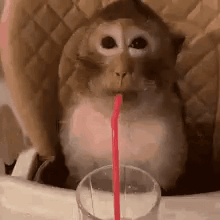 Monkey Sipping On Straw GIF - Monkey Sipping On Straw GIFs