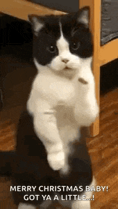 a black and white cat is standing on its hind legs and saying merry christmas baby ! got ya a little ...