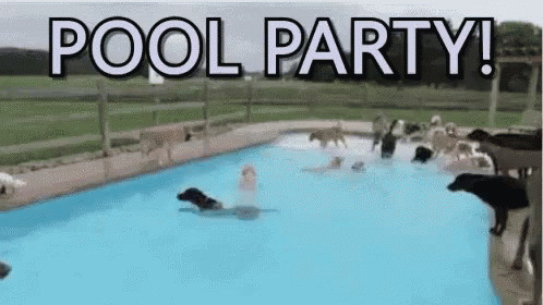 Dogs Pool Party GIF - Dogs Pool Party GIFs