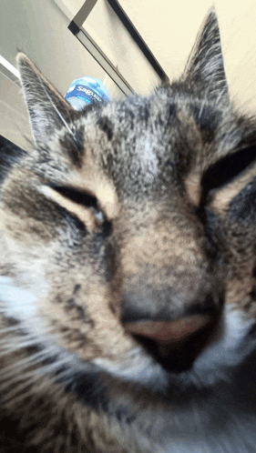a close up of a cat 's face with a container of pepsi on top