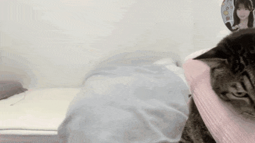 a cat is laying on a bed with a blanket and a pillow .