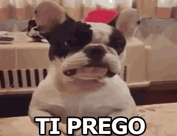 a french bulldog is sitting on a bed with the words `` ti prego '' written next to it .