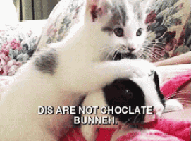 two cats are playing with a stuffed animal that says dis are not choclate bunneh