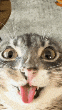 a close up of a cat 's face with its tongue hanging out