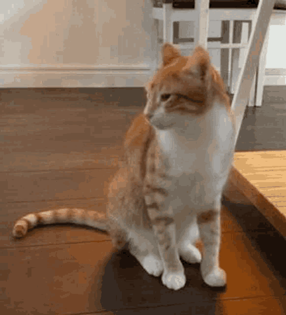 a cat is sitting on a wooden floor in a room .