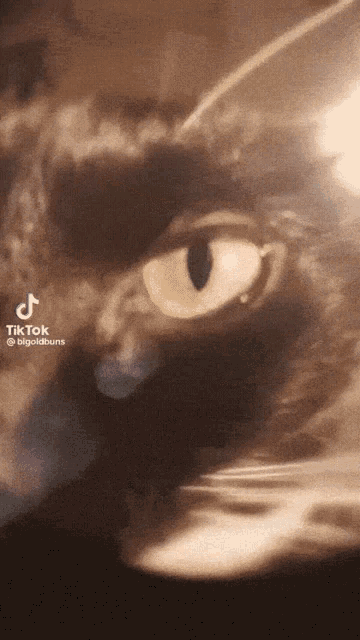a close up of a cat 's eye with a tik tok watermark on the bottom