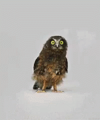 Ullu GIF - Owl Dance GIFs