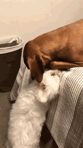 a dog and a cat laying on a bed with a laundry basket in the background