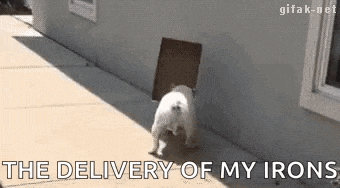 a dog is walking through a dog door on the sidewalk .