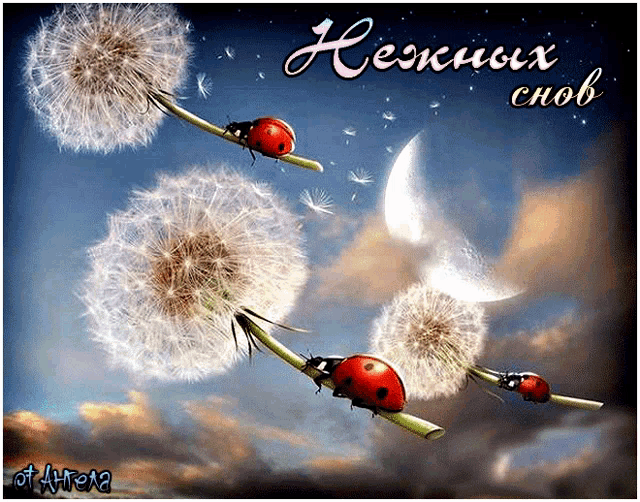 a ladybug is sitting on a dandelion with the words " hexxuux chob " written on the bottom