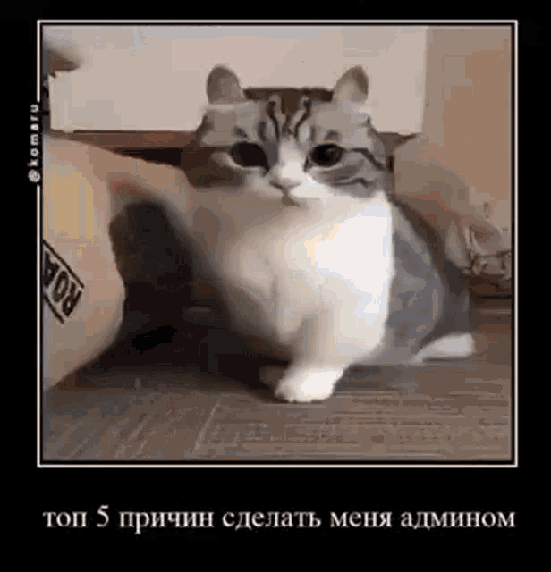 a cat is sitting on the floor next to a box and looking at the camera .