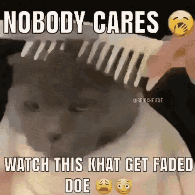 a cat is being combed with a comb that says nobody cares