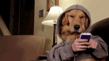 a dog wearing a hoodie is looking at a cell phone .