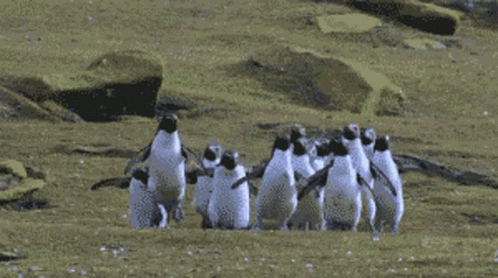 Penguins Jumping GIF - Penguins Jumping Travelling GIFs