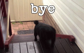 Byeee GIF - Bye Pug Adorable GIFs
