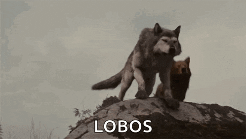 two wolves standing on top of a rock with the word lobos written on the bottom .