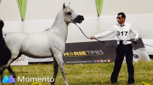 Mahboob Horse GIF - Mahboob Horse White Horse GIFs