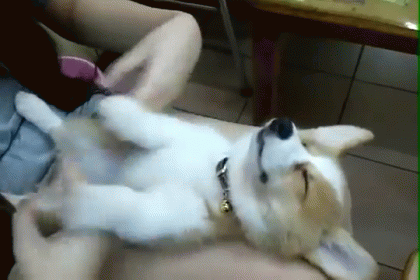 Corgi Puppy Won'T Wake Up GIF - Sleeping Puppy Corgi GIFs