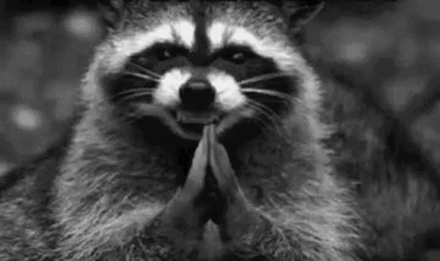 Black And White Raccoon GIF - Black And White Raccoon Hehehe GIFs