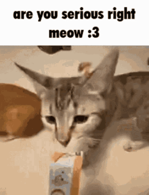 Cat Fight GIF - Cat Fight Serious GIFs