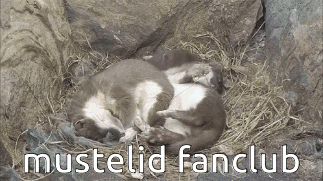 Mustelid Mustelid Fanclub GIF - Mustelid Mustelid Fanclub Weasel GIFs