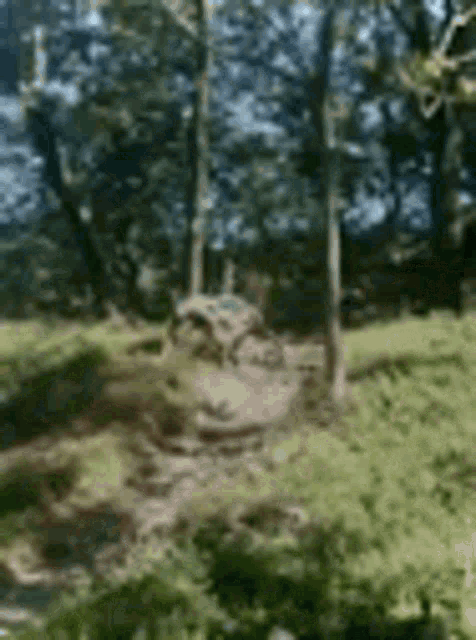 a blurred image of a forest with trees and grass
