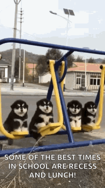 Swing Puppies GIF