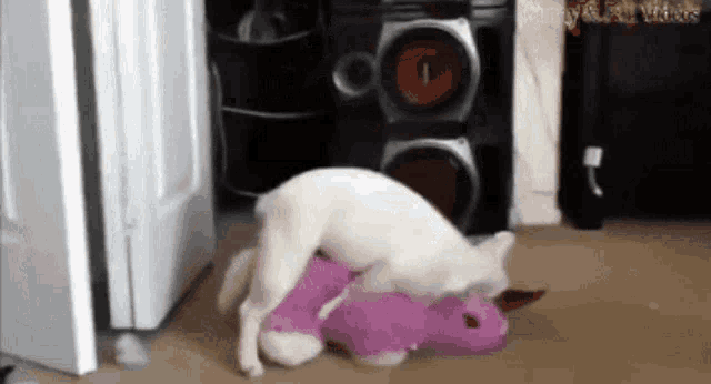a white cat is laying on top of a pink unicorn stuffed animal