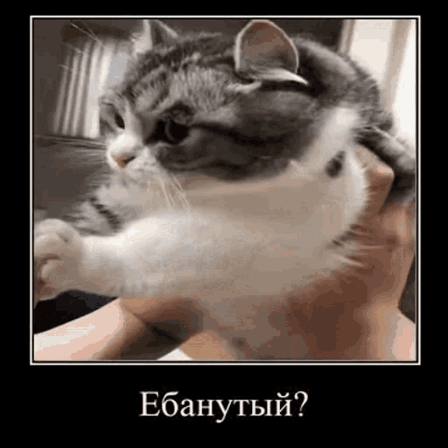 a person is holding a gray and white cat in their hand .