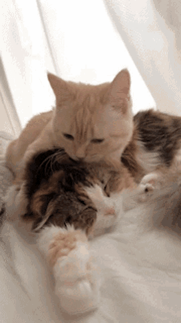 two cats laying on top of each other on a white blanket