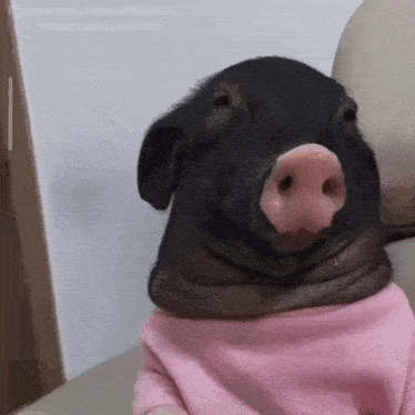 a pig wearing a pink sweater with a big nose
